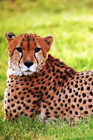 Cheetah iPhone Wallpaper