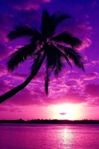 Beach Backgrounds on Purple Sunset Iphone Wallpaper Tweet Beach Palm Paradise Purple Sunset