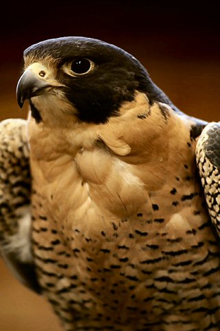 The Peregrine Falcon Iphone Wallpaper Idesign Iphone