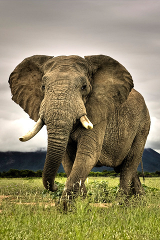 Elephant iPhone Wallpaper
