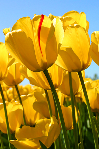 Yellow Iphone Wallpaper on Yellow Flowers Iphone Wallpaper Tweet Closeups Flowers Tulips Yellow