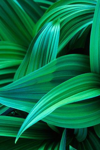 Green Leaves iPhone Wallpaper