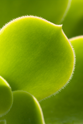 Fuzzy Plant Closeup iPhone Wallpaper
