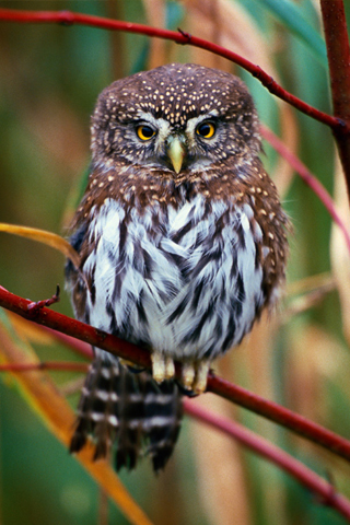 Baby Owl iPhone Wallpaper