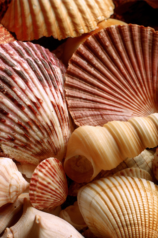 Sea Shells Closeup iPhone Wallpaper