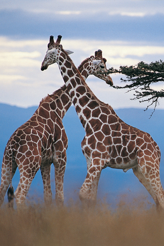 Giraffes iPhone Wallpaper