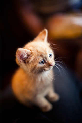 Little Orange Kitten iPhone Wallpaper