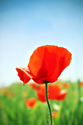 Red Flower Closeup iPhone Wallpaper