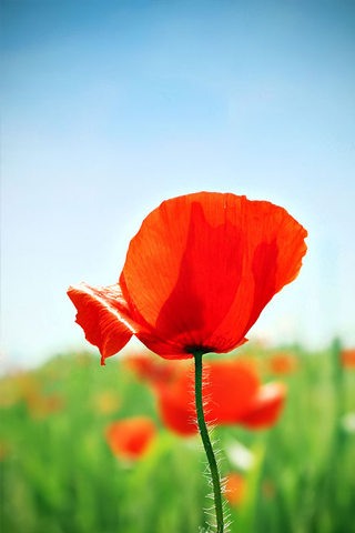 Flower Iphone Wallpaper on Red Flower Closeup Iphone Wallpaper Tweet Closeups Flowers Plants Red