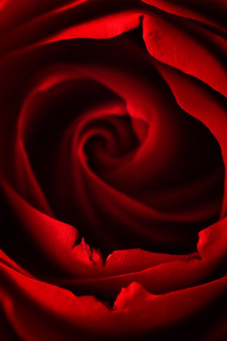 Rose Wallpaper on Iphone Wallpapers And Ipod Touch Wallpapers